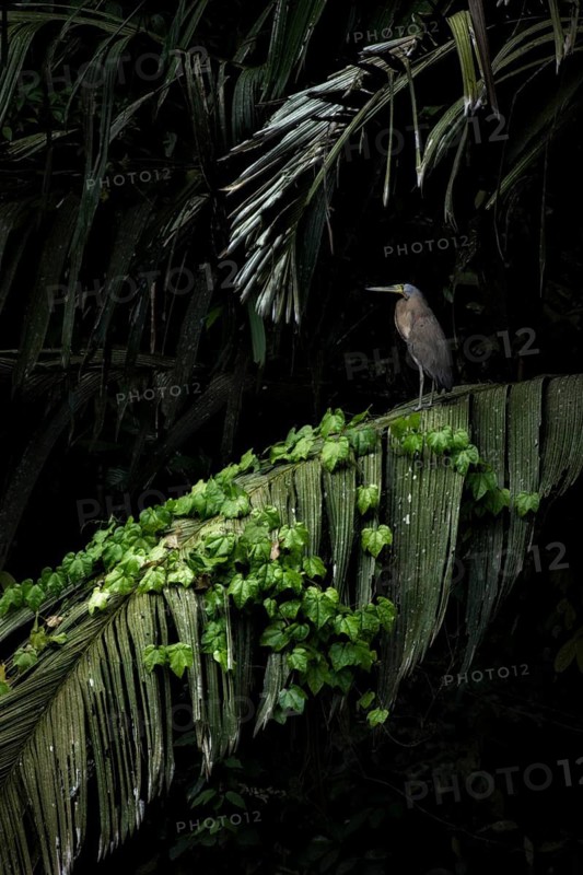 A bare-throated framed by the exuberant vegetation in the canals of Tortuguero National Park. I absolutely love bird photos that have a hint of the environment. When the boat I was on stalled and we began to drift aimlessly in the jungle canal, I was at first distraught to think that I would a miss a morning's shooting. But, while my boat driver Santiago used his cell phone (coverage is amazing!) to call a friend, a tiger heron perched atop this giant Raffia palm lead draped with a jungle vine. I quickly composed and fired off a few frame, knowing I had gotten the shot of the morning. Drifting aimlessly for another hour now seemed just fine :-)