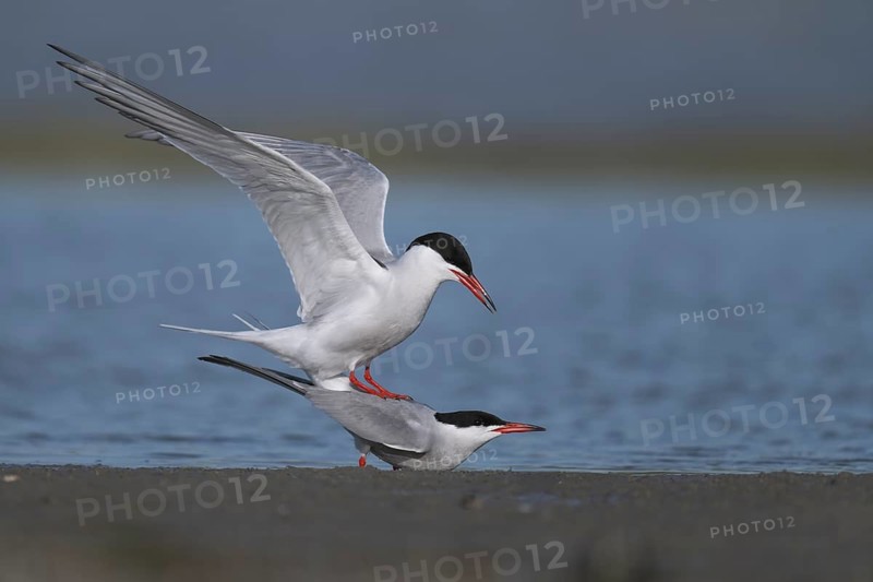 Common Tern (Sterna hirundo), Texel, Netherlands