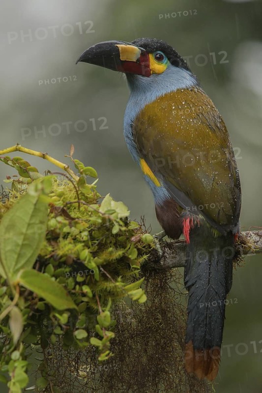 Plate-billed Mountain Toucan (Andigena laminirostris) perched on a branch in the rain, Mindo, Ecuador