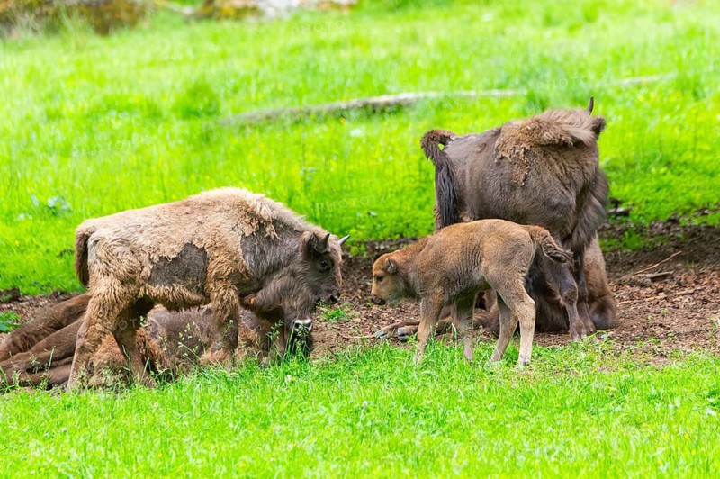 European bison (Bison bonasus) mother with her youngster on a meadow in summer, Bavarian Forest, Germany