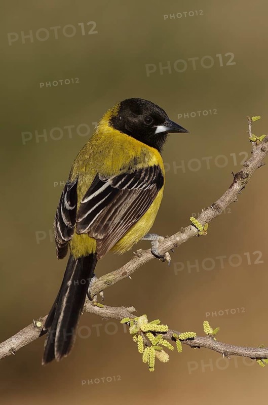 Audubon's Oriole (Icterus graduacauda) female perched on a branch, Texas, USA
