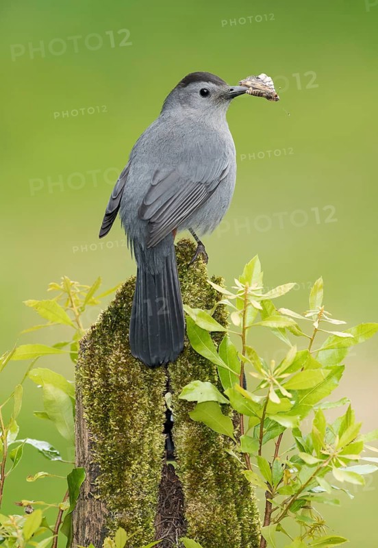 Grey Catbird (Dumetella carolinensis) perched on a stump with a moth in its beak, Texas, USA