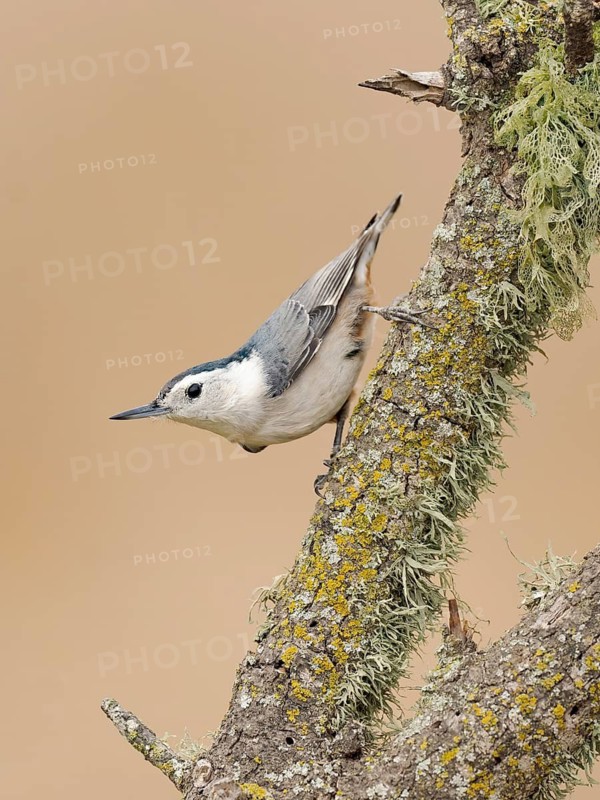 White-breasted Nuthatch (Sitta carolinensis) perched on a branch, Colorado, USA
