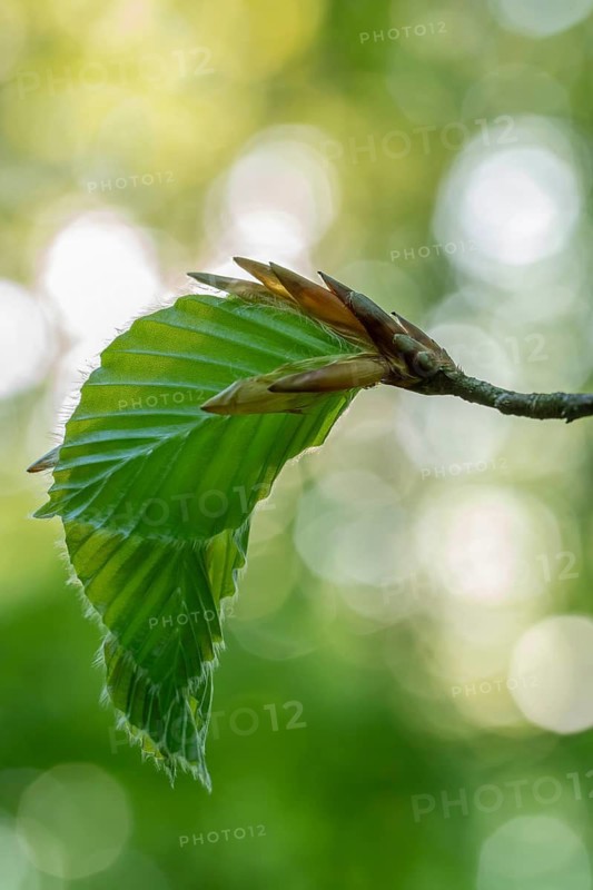 Delicate awakening - fresh beech leaves in the spring light. Beech leaves after new shoots in spring