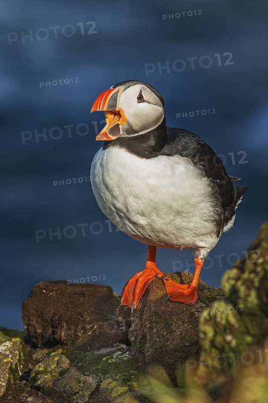 Atlantic Puffin (Fratercula arctica) on cliff, Iceland