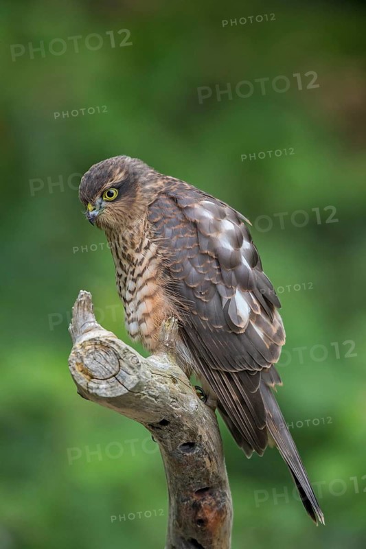 Eurasian Sparrowhawk (Accipiter nisus) female, Wales, United Kingdom