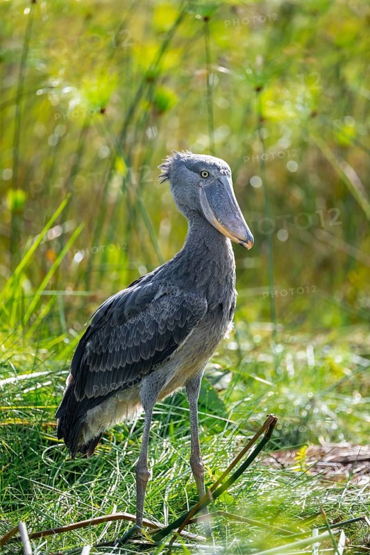 Shoebill (Balaeniceps rex), juvenile, swamps of Mabamba, Lake Victoria, Uganda