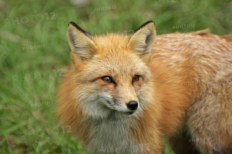 Portrait of the red fox (Vulpes vulpes) in Homosassa, Florida, USA, captive