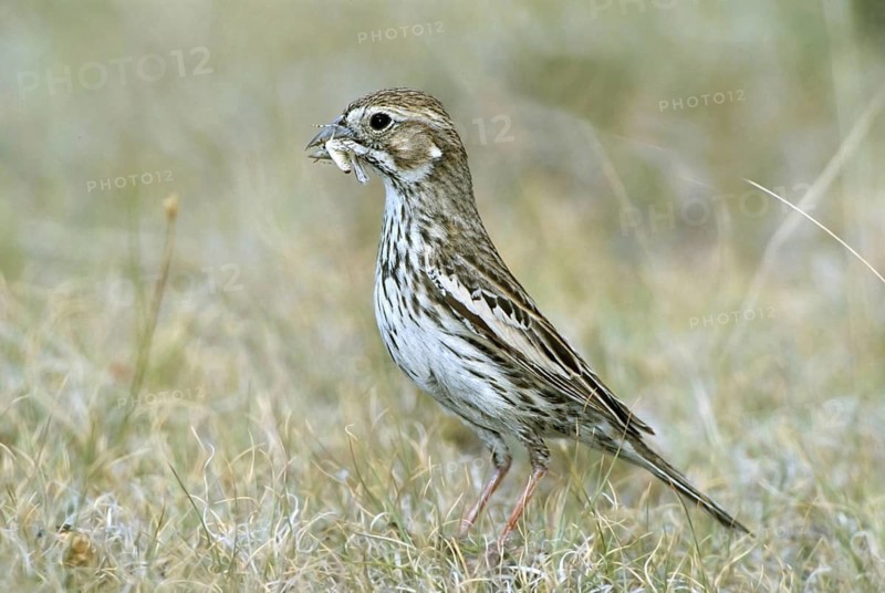 Lark Bunting Calamospiza melanocorys Pawnee National Grasslands, COLORADO, United States June Adult female Emberizidae