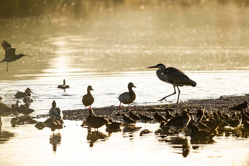 Grey Heron, Ardea cinerea, bird in winter on marshes in winter soft morning light