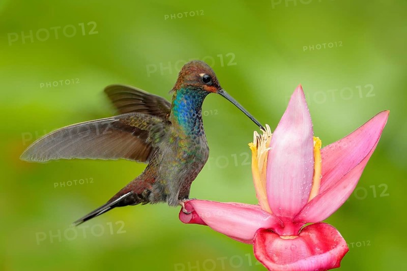 Hummingbird with flower. Rufous-gaped Hillstar, Urochroa bougueri, on ping flower, green and yellow background, Bird sucking nectar from pink bloom, Colombia. Wildlife from tropic nature