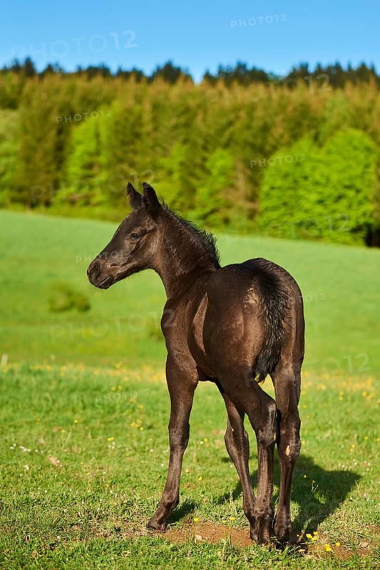 American Quarter Horse foal on a meadow, Bavaria, Germany