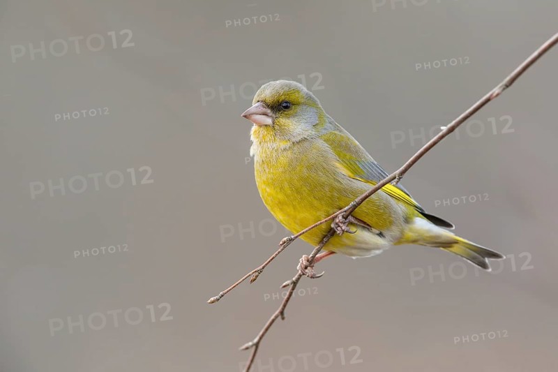 European Greenfinch (Chloris chloris) male perched on a branch, Poland