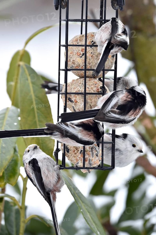 Long-tailed tits (Aegithalos caudatus) eating tit dumplings in winter, Schleswig-Holstein, Germany