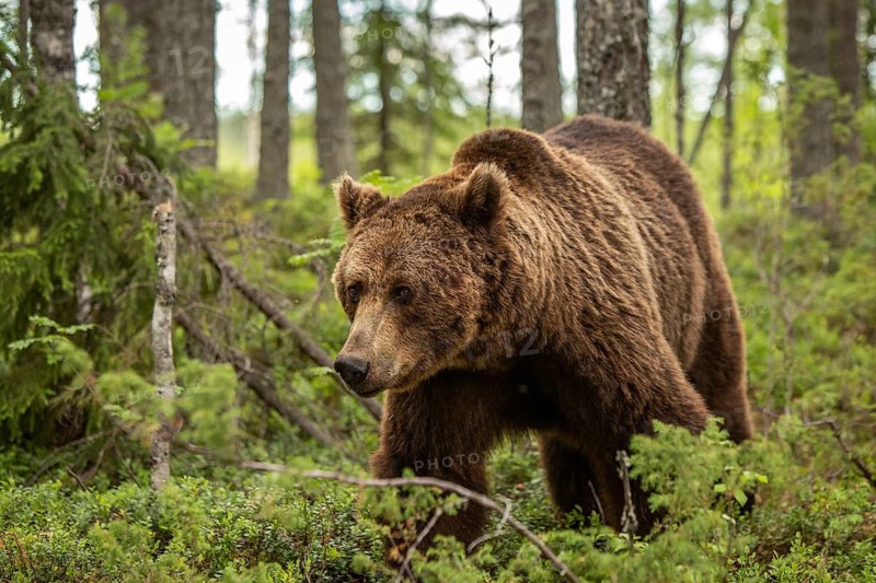 Brown Bear (Ursus arctos), on forest, Kainuu, Finland