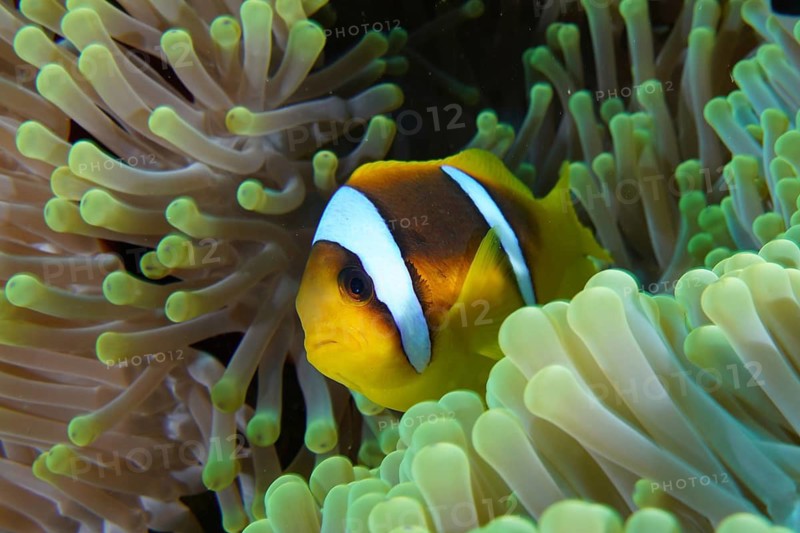 Red sea anemonefish (Amphiprion bicinctus)