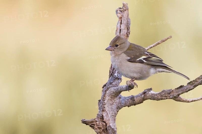 Atlas Chaffinch - Afrikanischer Buchfink - Fringilla coelebs ssp. africana, Morocco, female