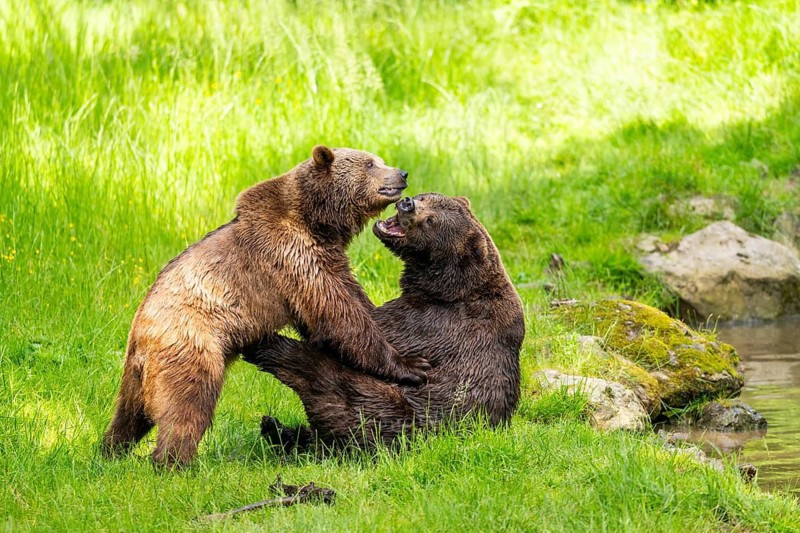Eurasian brown bear (Ursus arctos arctos) playing with each other on a meadow, Bavarian Forest, Bavaria, Germany