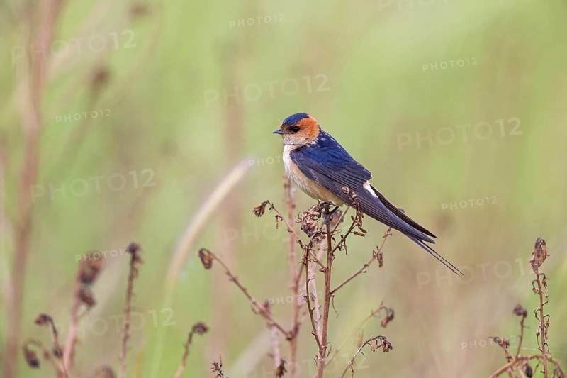 Rufous Swallow, (Cecropis rufula), Animals, Bird, Birds, Swallow, Swallow family, Lesbos, Greece