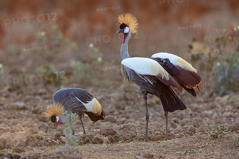 Crowned Crane (Balearica regulorum) and Worthog searching food South Luangwa NP Zambia August