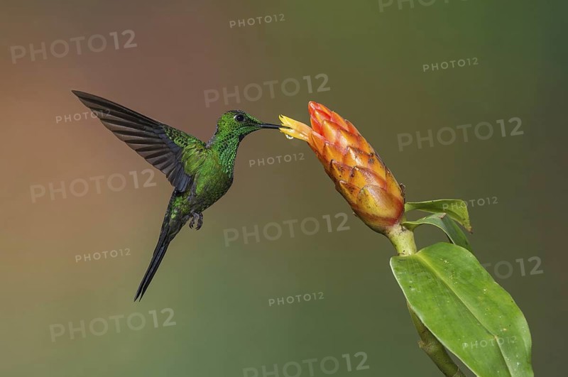 Green-crowned Brilliant (Heliodoxa jacula), Costa Rica