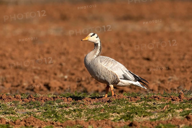 Bar-headed Goose (Anser indicus), Yunnan, China