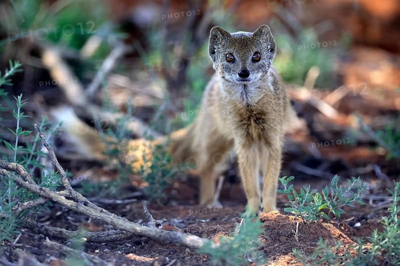Fox mongoose (Cynictis penicillata), adult, alert, foraging, Mokala National Park, Northern Cape, South Africa
