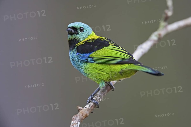 Green-headed Tanager (Tangara seledon)