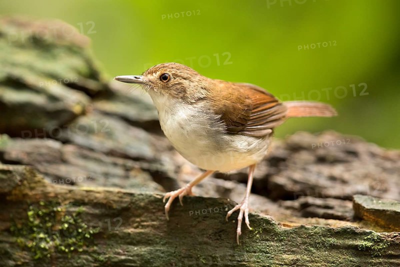 White-chested Babbler (Trichastoma rostratum), Selangor, Malaysia