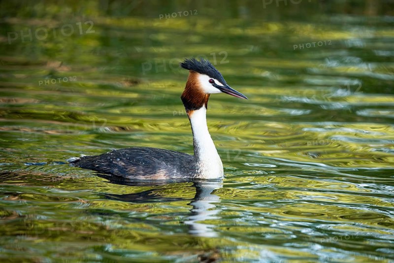 A great crested grebe (Podiceps cristatus) in Lake Alexandrina. Canterbury, South Island, New Zealand