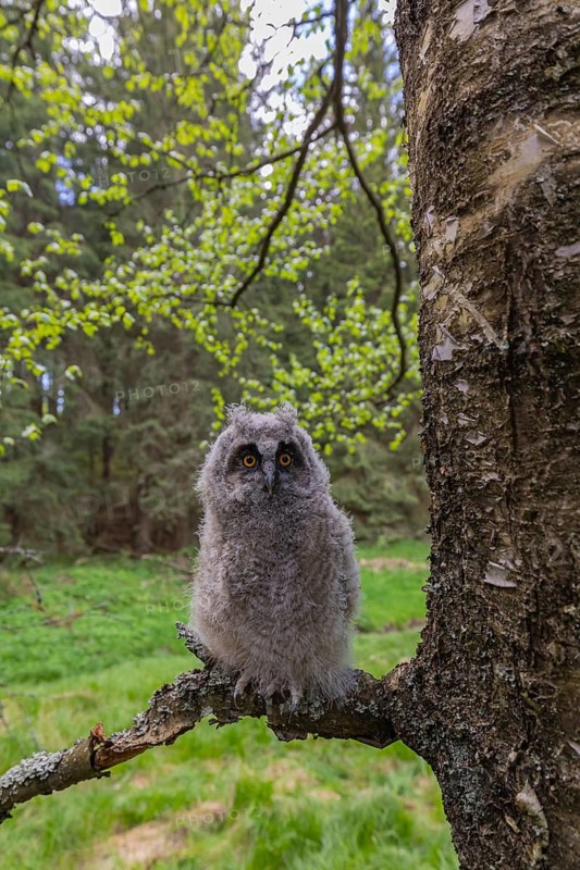 One young long-eared owl (Asio otus), sitting on a branch of a tree. Green vegetation in the background