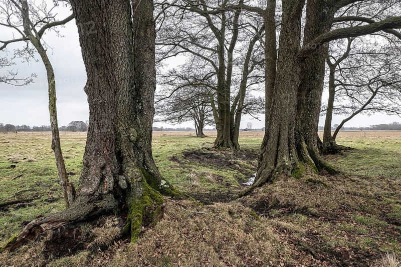 Old alders (Alnus glutinosa) in meadow landscape, Lower Saxony, Germany