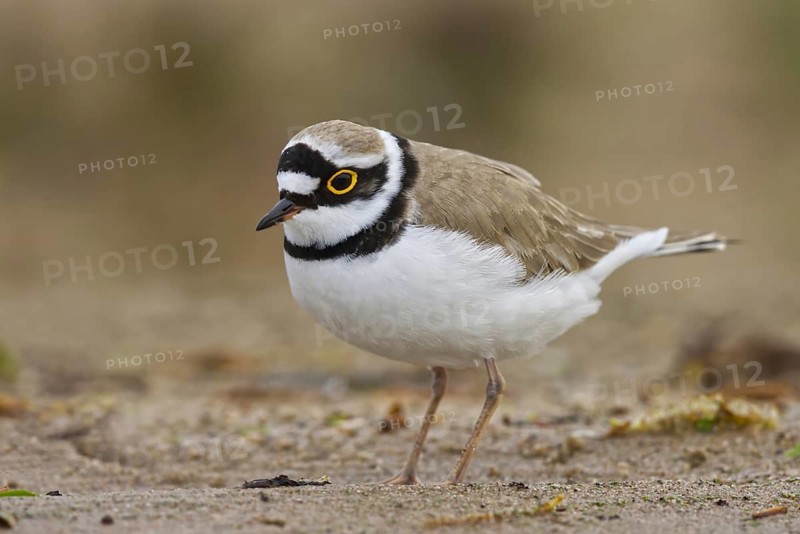 Little Ringed Plover (Charadrius dubius) female foraging, North Rhine-Westphalia, Germany