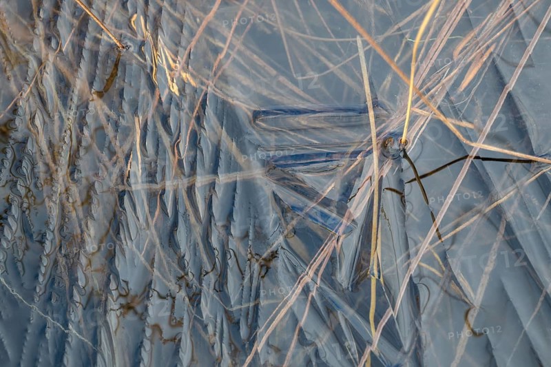 Abstract ice structures and reed stalks, Norrbotten, Lapland, Sweden, September 2024