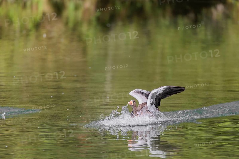 An adult greylag goose (Anser anser) lands on a lake on a sunny day. Bavaria, Germany