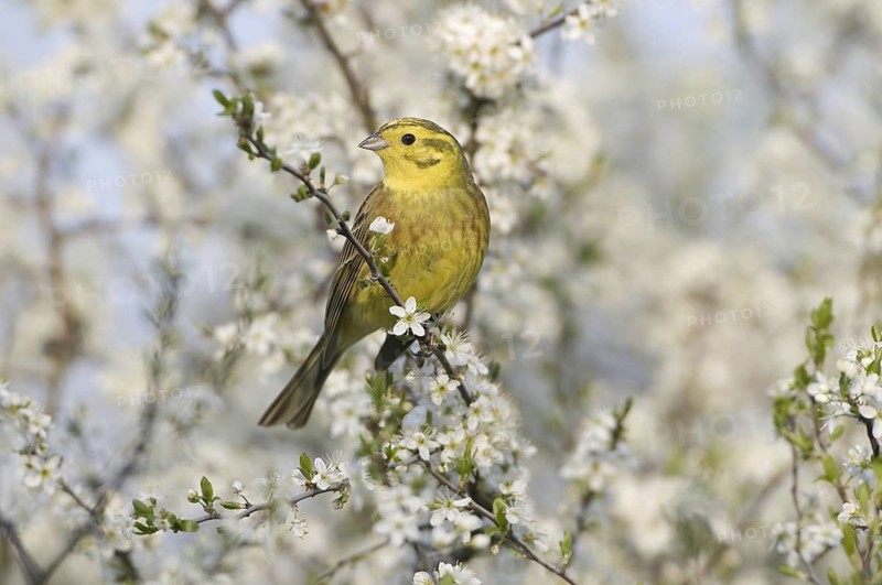 Yellowhammer (Emberiza citrinella), Saxony, Germany