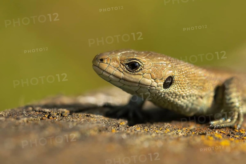 Common lizard (Zootoca vivipara) adult reptile animal resting on a wooden sleeper, England, United Kingdom