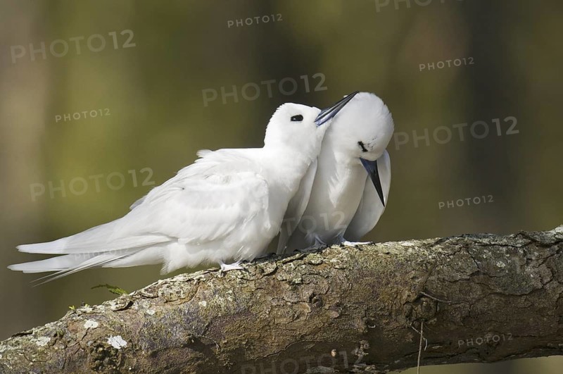 White Tern (Gygis alba), Hawaii, USA