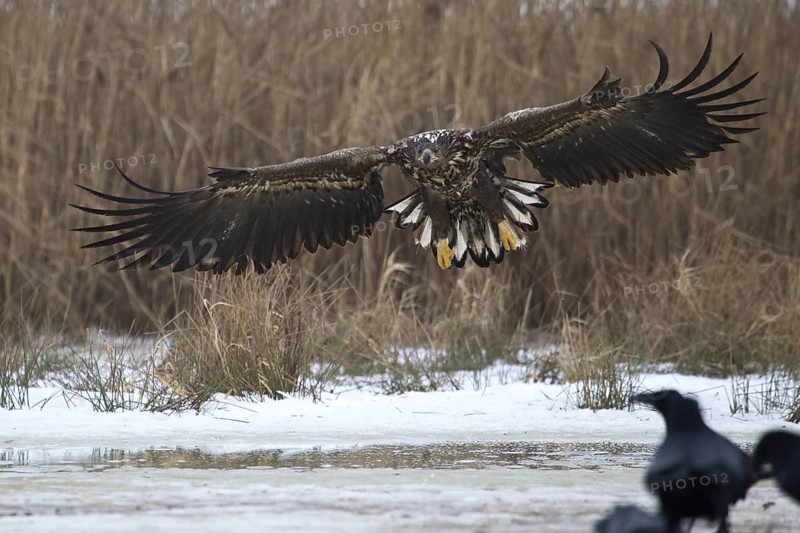 White-tailed Eagle (Haliaeetus albicilla) flying, Mecklenburg-Western Pomerania, Germany