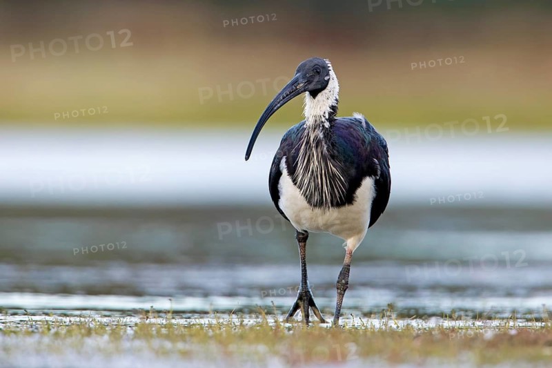 Straw-necked Ibis (Threskiornis spinicollis), Victoria, Australia