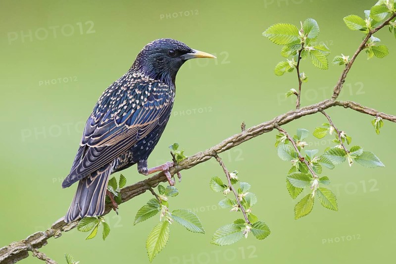 Common Starling (Sturnus vulgaris), Brandenburg, Germany