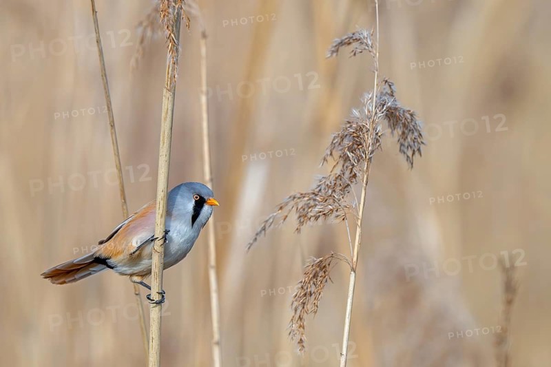 Bearded reedling, bearded tit (Panurus biarmicus) adult male perched on reed stem while foraging among seed heads in reedbed at wetland in spring