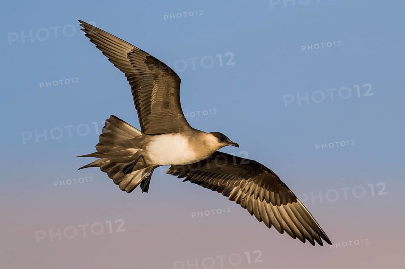 Parasitic Jaeger (Stercorarius parasiticus) flying, Eilat, Israel