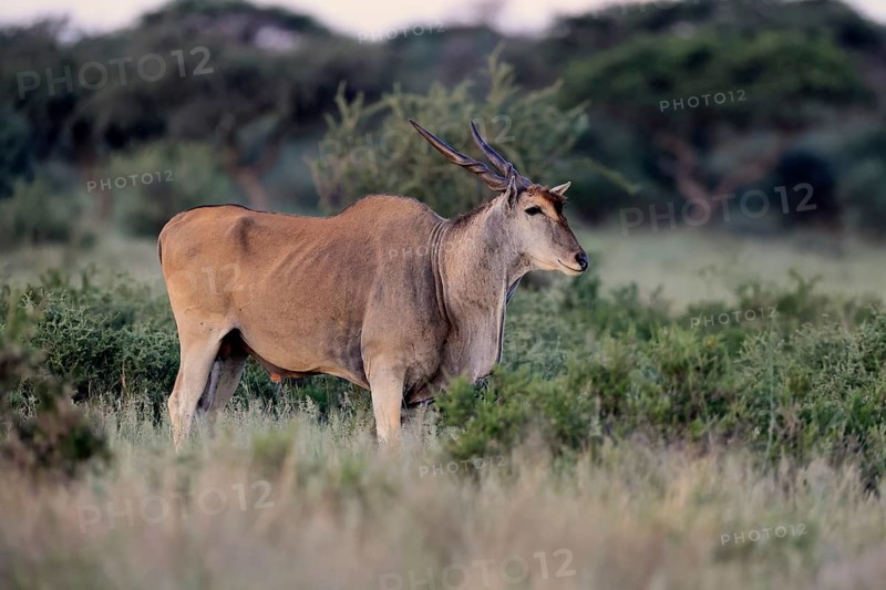 Eland (Taurotragus oryx), adult, alert, foraging, Mokala National Park, Northern Cape, South Africa