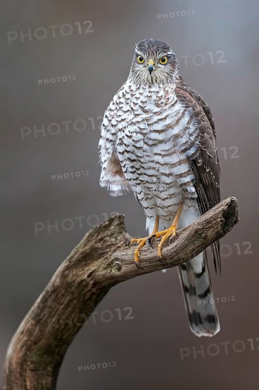 Eurasian Sparrowhawk (Accipiter nisus) female perched on a branch, Saxony-Anhalt, Germany