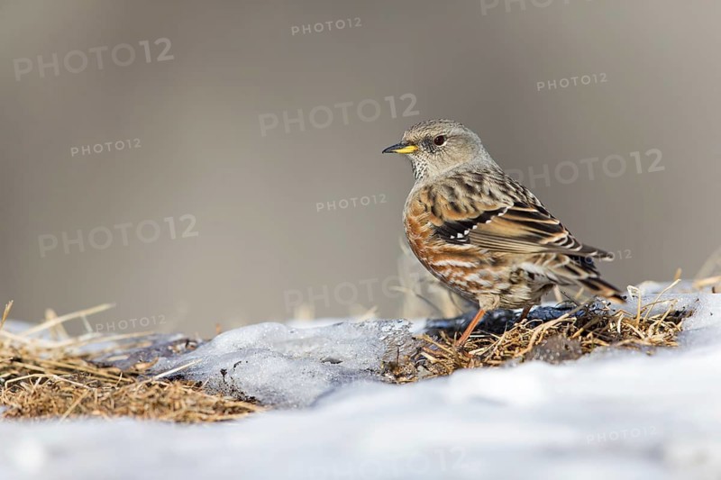 Alpenbraunelle, Alpine Accentor, Prunella collaris, Accenteur alpin, Acentor Alpino