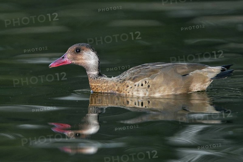 Brazilian Teal (Amazonetta brasiliensis), Arizona, USA