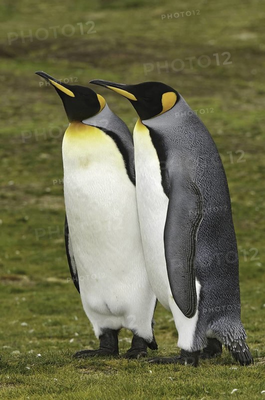 King Penguin (Aptenodytes patagonicus), Falkland Islands
