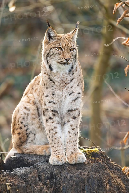 Eurasian lynx (Lynx lynx), in a forest, captive, Bavaria, Germany