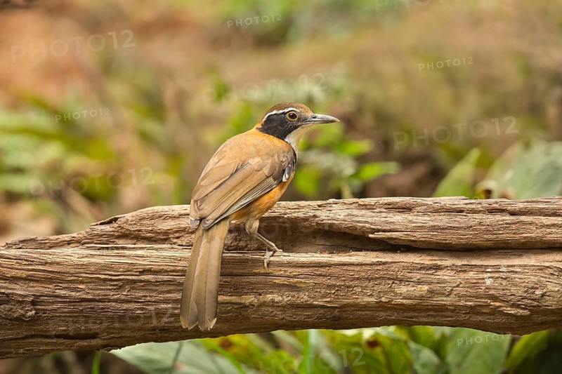 Greater Necklaced Laughingthrush (Garrulax pectoralis), Yunnan, China